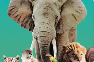 (永久版)方舟动物园 Ark Nova